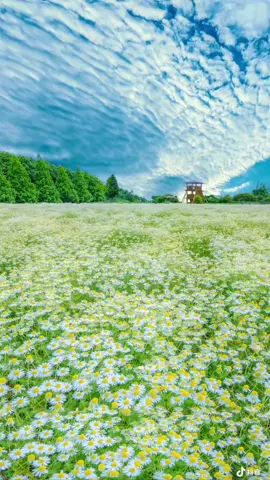 Cánh đồng hoa, ngát hương hoa#videocảnhđẹpchill #bìnhyên #CánhĐồngĐẹp 