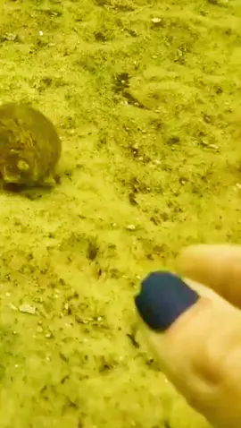 This is how scallops move.  When threatened by predators, scallops are also able to escape quickly - by jumping.  By flapping its two shells, the scallop can shoot out jets of water with enough force to propel itself into a quick escape.#fypシ 