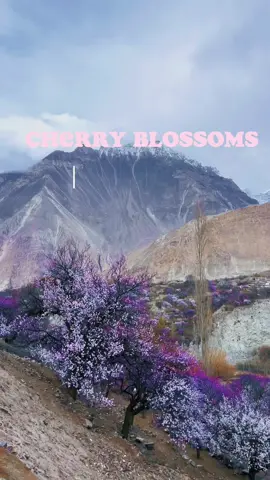 Yes they exist in Pakistan too #pakistan #cherryblossoms #cherryblossom #skardu #swat #swatvalley #hunza #traveltiktok #southasiantiktok #pakistani #fyp #trending 