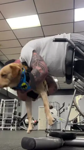“DMX isn’t a lone wolf. DMX has the Ruff Ryder crew. You can’t stop, drop, and open up shop alone. You need people to help you!” - - - Duke makes a pretty damn good workout partner on back day. He’s nuts about the ball. He picked it out himself. I wish I had it on camera, I’ll try again later, he acted just like a little kid. He would pick a toy and look back at me for approval and go back for another! Finally he had one he wouldn’t leave alone so that’s what we went with. That’s his woobie 😂 lol Yes we match too. Myb! - - - #servicedog #gym #wednesday #humpday  #reel #batman #batmanhudson #inked