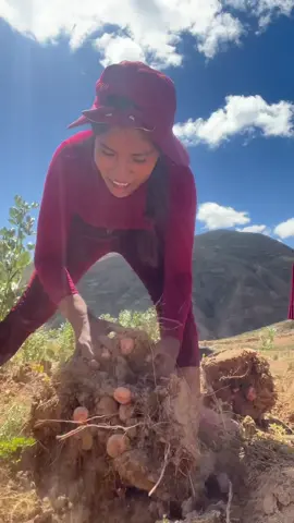 #recetas #facil whatia en tierrra