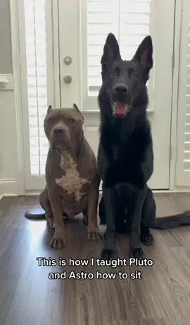 Easy Dog Training #DogTraining #dogtricks #dogsoftiktok 