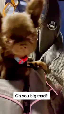 An you not um k! 😎 #tinydogsoftiktok #nightwalk 