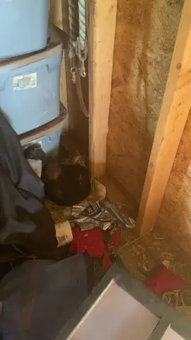 Chicken is a bit ticked off 👀🙄🙏#tickedoff #chickens #pissedoff  #madchicken #donthurtme #angrychicken   #chickendrama #mamachicken #farmlife 