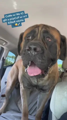 @dutchbroscoffee #pupcup #fyp #bowsersworld #mastiffsoftiktock #dogsoftiktok #PetsOfTikTok #dogs #animalsoftiktok #bigdogs #pov #giantdogs #englishmastiff #spoileddog #dutchbros 