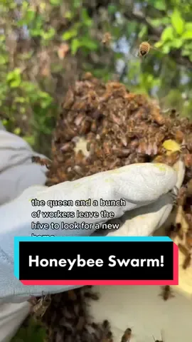 How we catch a honeybee swarm! #beekeepersoftiktok #beekeeping #growyourownfood #urbanhomestead #honeybees 