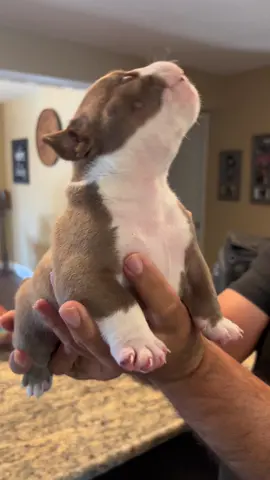 THROWBACK TIMES  #tbt #puppy #puppylife  #puppylove #puppytiktok #perfect #blessed #blessings #americanbully #americanbullyofficial #dog #doglover #dogsoftiktok #puppydog #puppies #cute #fyp 