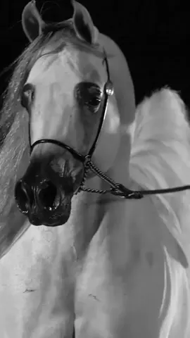 من يعلم مستريح الريح عن فوضى شعرها