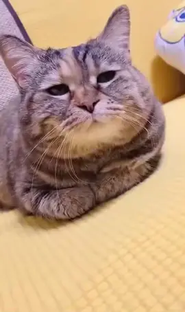 #kitty #catoftiktok #kittylove#catlover #fyp #cutee 