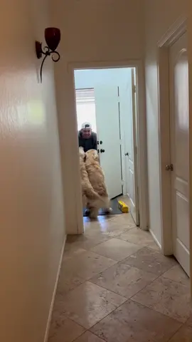 Dads finally home for good! #goldenretriever #goldenbros #blue #tub 