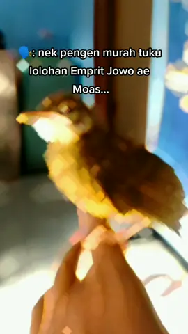 ⛔Sopo wong e...?⛔#CapCut #lolohanburung #burung #anakanburung #cucakjenggotjawa #anakancucakjenggot#kicaumania 