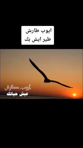طير ايش بك ، عيش حياتك #ايوب_طارش #اغاني #اغاني_كاملة