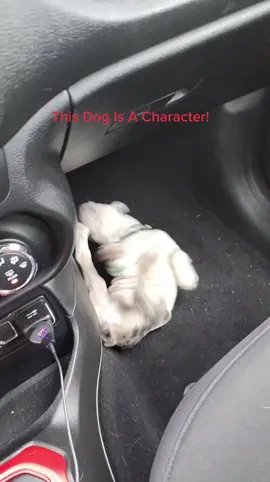 This Dog Is funny! #furbaby #puppy ##puppytiktok #akc #frenchiepuppy #frenchiesoftiktok #frenchbulldog #frenchies 
