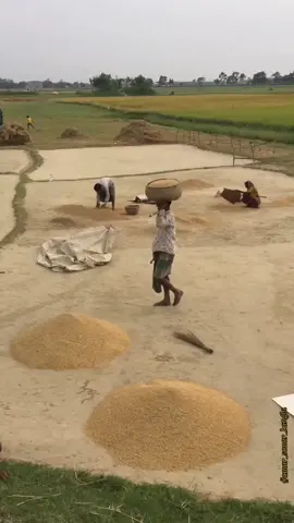 বুনাস্বপ্ন গোলায় তোলতে মাঠে ব্যস্ত কৃষাণ-কৃষাণি। .#🇧🇩#❤️🇧🇩 #bangladesh🇧🇩 #bangladeshi # #বাংলাদেশ🇧🇩 #গ্রাম #বাঙালি #গ্রামেরছেলে #foryou #foryoupage #foryourpage #fypage #fyp #fypシ #bdtiktokofficial #bd🇧🇩#village #tiktokbangladesh #tiktok #tiktokers #tiktoker #duet #sylhety_furi #sylhety_pua #sylhety #ukbangla #100k #grow #সিলেট #মৌলভীবাজার #হবিগঞ্জ #সুনামগঞ্জ  #ঢাকা#রাজশাহী #খুলনা #বরিশাল #চট্টগ্রাম  #খুলনা#রংপুর #ময়মনসিংহ #Dhaka  #Dhaka  #Chattogram  #Khulna #Sylhet #Rajshahi #Mymensingh  #Rangpur #Barishal #Cumilla #Gazipur #Narayanganj 