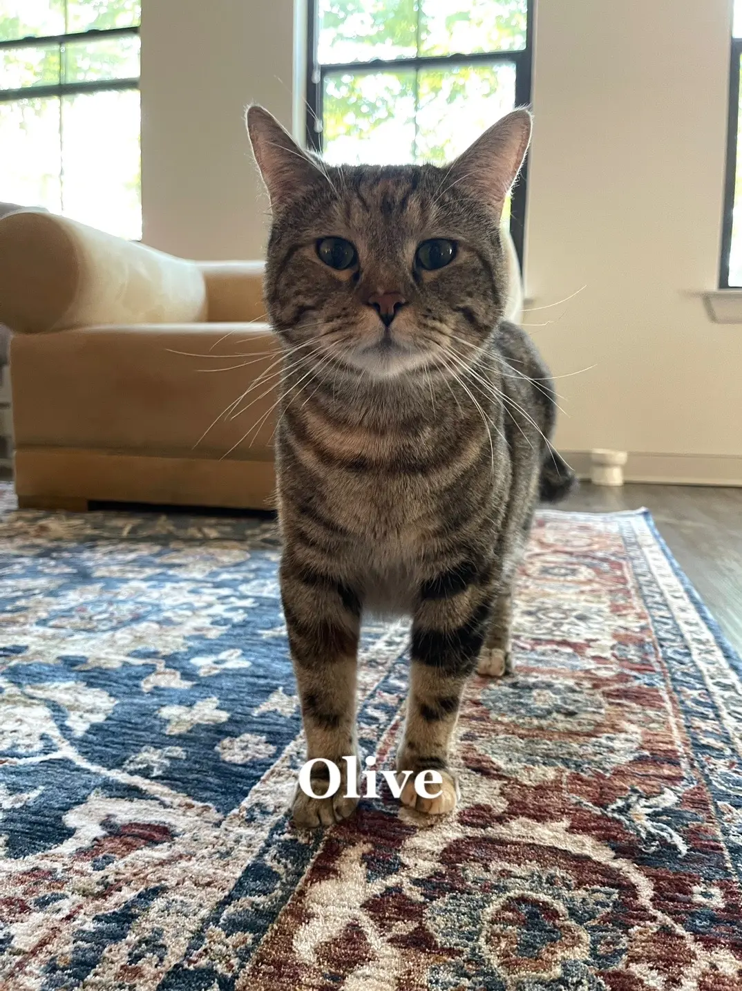 Why i am crying in the club rn #fyp #kitty #catsoftiktok #olive #myangel #loveofmylife #kittensoftiktok #skins #skinsuk #cassie 