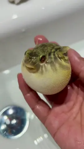 Oh, you little cutie pufferfish #pufferfish #cutie 