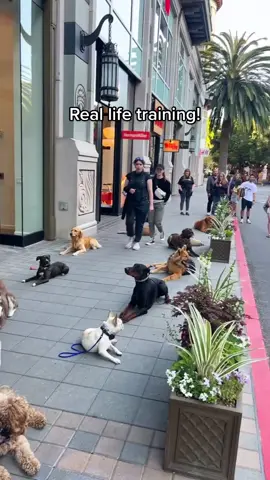Real life training = real life results  #JPK9 #fyp #DogTraining #foryou #dogtrainer #bayarea 