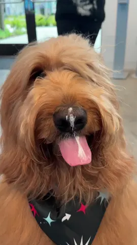 We’re celebrating lots of birthdays this month! Brodie turns 4 & @spotandtango turns 5! To celebrate S&T is including a gift with your order! #goldendoodle #dogfood #dogbirthday #dognutrition 