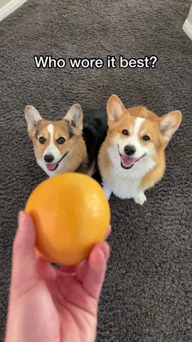 These noggins need grapefruits @tofu_corgi  #fruit #dogsoftiktok #cute 