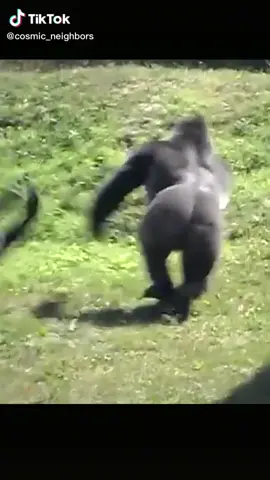 Gorilla Toss #gorillas #funnyanimals #powerfulanimals