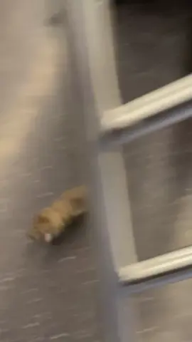 Legs up! #subwaycreatures #fyp #foryoupage #iloveny #subway #nyc #rat 
