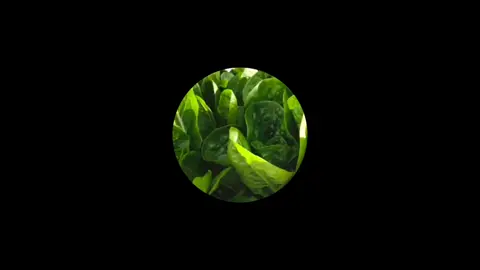 #sigueme #sigueme❤️ CURSOS HIDROPÓNICOS 📲🌱