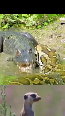 crocodile vs python#wild #wildanimals #wildanimalworld #crocodile # python