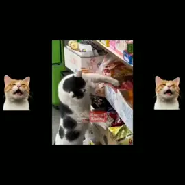 Kucing gen Z lucu ngaco kocak #kompilasivideolucu #videorandomlucu #kumpulanmemekucing #kucing #kumpulanvidiolucu #kelakuankucinglucu #trendmemekucing #funnyanimals #funnymemetiktok #tiktokhewanlucu #memekucing #funnycuteanimals #kumpulanvideohewan #kucinglucu #funnyanimalmoments #videomemerandom #pecintakucing #memesontiktok #kumpulanvideolucu #kucingcute 