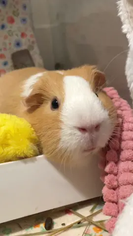 We love beeges!😂 #funny #guineapigs #guineapigsoftiktok #fyp #cute #loveguineapigs #pui 