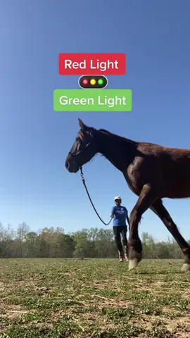 Playing Red🔴 Light Green🟢 Light to work on stopping and starting.  #fyp #fypシ゚viral #trending #horses #horsetok #horsesoftiktok #horsetraining #horseriding #equestrianlife #equestrian #tennesseewalkinghorse #farmlife #ranchlife #bighorse 