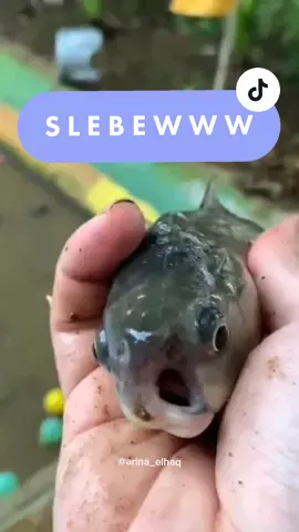 S L E B E W W W | #arinaelhaq  #fishoftiktok #tiktokworld #kangslebew #kangslebew1 #ikansumbing #bibirsumbing #channafishvideo #amazingview 