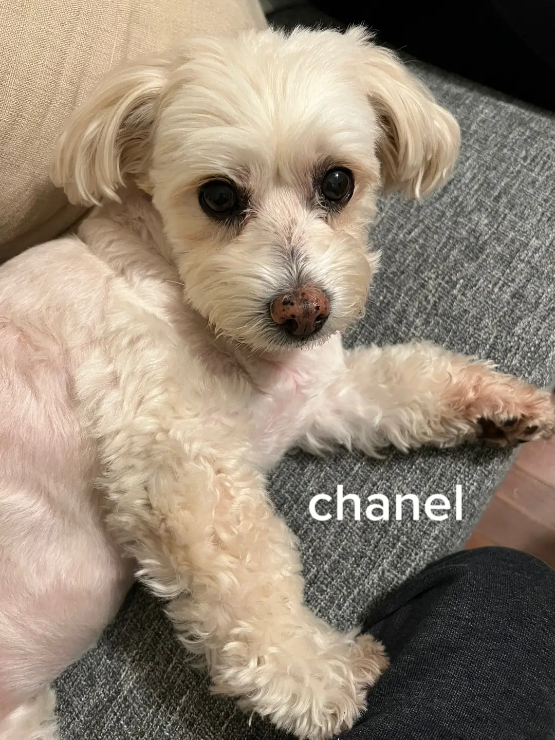 my babyyyy :’) i didnt get to see her as a baby but im glad i have that pic 🫶🏼 #fyp #maltipoo #dogsoftiktok #puppy #ilovemydog 