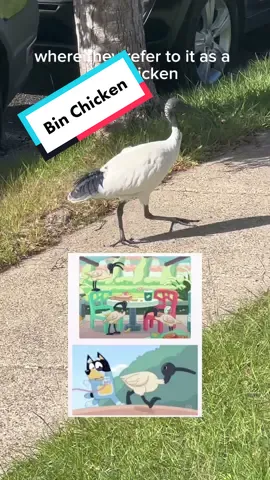 #binchicken in #brisbane #australia lots of cafes in Brissie have bin chicken spray on the tables to keep them away! #aussietok #australianwildlife  #fyp #foryoupage #foryou 