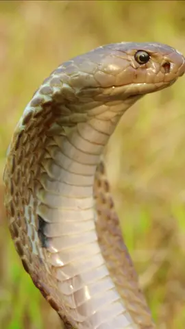 Cobra Attack Sound #cobrasound #cobrasnakesound #snakeattack #snakeattacksound #devsnakerescuer