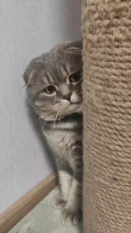 #cattok #pets #PetsOfTikTok #cat #cute #cutecat #catvideo #pet #petlovers #cattiktok #scottishfold #cats #fyp 