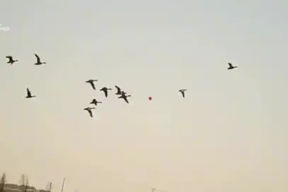 #مشاهير_تيك_توك #اكسبلورexplore #قمريه #صيد #بط#متابعه #صلوا_على_رسول_الله #فولو #السلام_عليكم_ورحمة_الله_وبركاته #صيد #بط#حربي_f_15 #🥇🏆 #🌪 