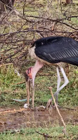 The African Marabou Stork, so impressive #Ethiopia #Africa #birds 