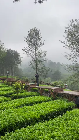 Story tea bridge gunung mas #storyprank  #puncak #puncakbogor #puncakpass #puncakpas #puncakpassbogor #puncakpasscianjur #puncakpassbogor #gunungmas #gunungmaspuncak #gunungmaspuncakbogor #gunungmaspunyacerita ##agrowisatagunungmas #teabridge #teabridgeagrowisatagunungmas #teabridgegunungmas #teabridgepuncak  #story #storywa #storyig #storyinstagram #storywhatsapp #storypuncak #storyjalanjalan #storybogor #storyjakarta #download #jakarta #bogor #tangerang #bekasi #fyp #fypstory #fyppuncak #jalanjalan #fypjalanjalan 