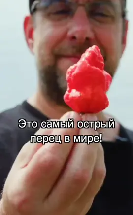 самый острый перец в мире 