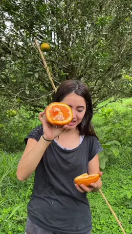 Mandarinas super jugosas que se dan en la finca🍊#fyp #Ecuador 