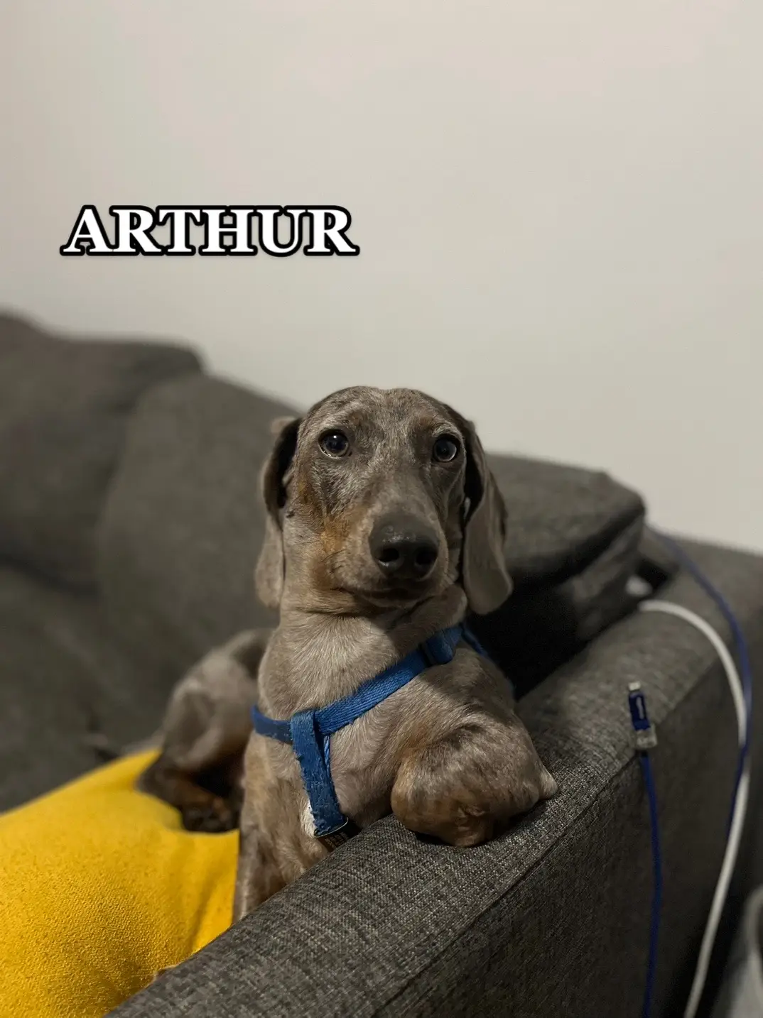 My little boy!!! @King Arthur  #daschundsoftiktok #kingarthur #dogsoftiktok 
