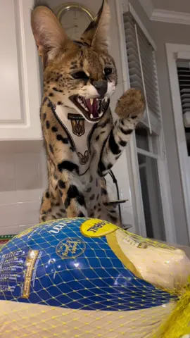 Stealing Grandma’s turkey 🦃 #fijithekat #savannahcatsoftiktok #catsoftiktok #PetsOfTikTok #grandma #cat 