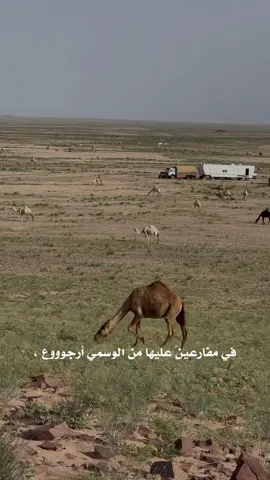 حي شوف البل وشوف الديار الخاليه 🙏#تصويريء #لهابات_ابن_سعدون #fypシ #viral #اكسبلورexplore #foryou 