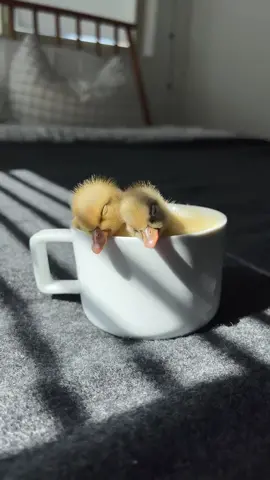 🔺🔺🔺🔺رابط الطلب في البايو 🔺🔺🔺 🔺 .#بط #بطة #بطوطات  #صوص_بط #كتكوت  #هدية  #birthday  #اكسبلور #اكسبلورر  #اكسبلورexplore #explore 