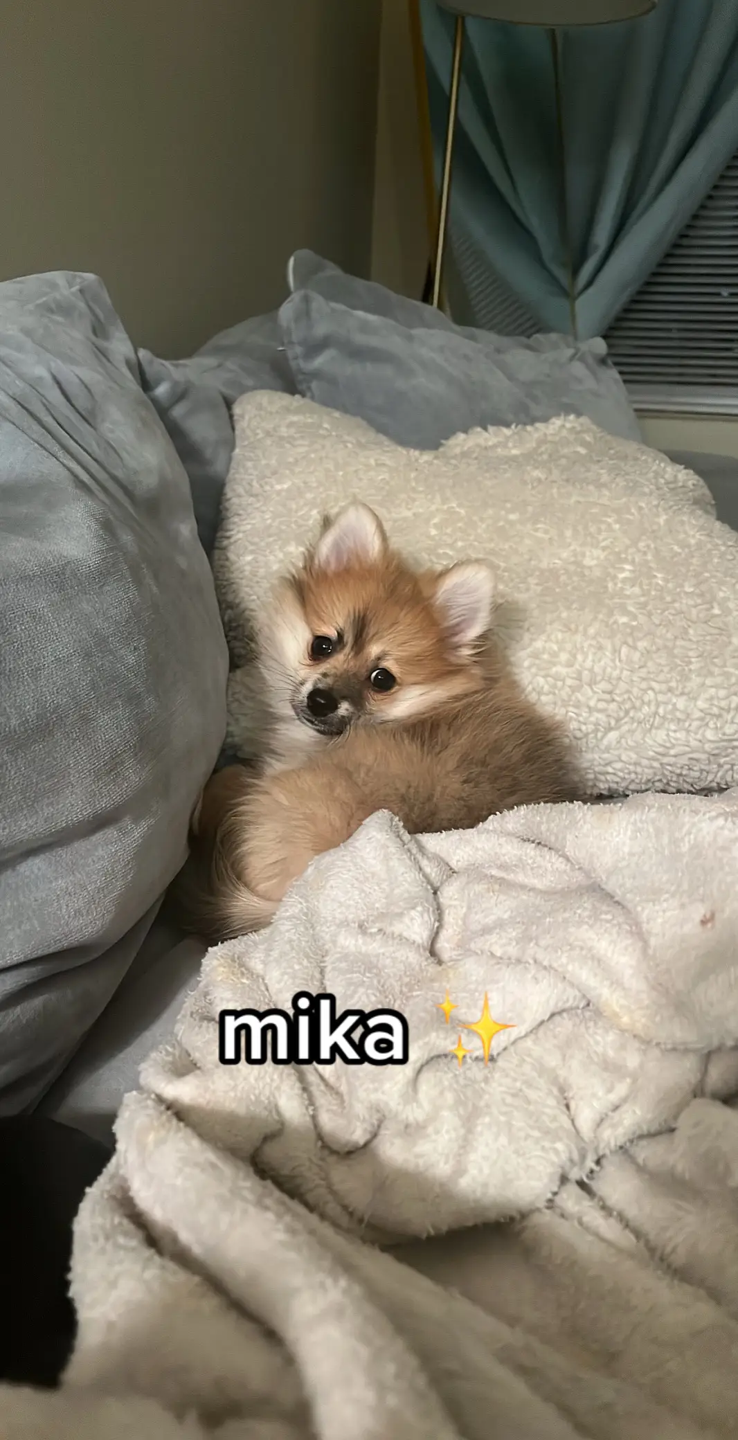 She’s honestly the love of my life 🥹 #pomeranian #pomeranianpuppy #dog 