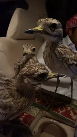 #مقناص #قطر #هدد #طيور #الشعب_الصيني_ماله_حل😂😂 #كراوين 