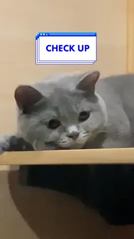 LABAN LANG! 🙏 #furparentjuan #fyp #uni #viral #catsoftiktok #viralvideo #trend #catlovers #myunibear #persiancats #bsh #cattitude #catsick #vet #foryou 