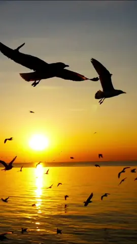 Kaatrodu pattam pola indha vaazhkai thaan ❤️  #thanioruvan_offl #tamilsong #PradeepKumar #StarRailChallenge #trending #fyp 