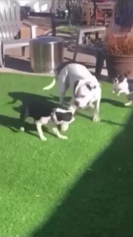 The end😂#fyp #humour #meme #viral #funnyanimals #fun #haha #funny #animals #foryou #funnyvideos 