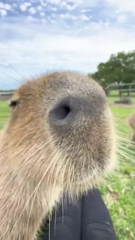 #f #fy #fyp #fypシ #fypage #fypシ゚viral #capy #capybara #capybaratiktok #capybaramemes #capybaralove #capybarafanpage #fyppppppppppppppppppppppp #scritch #friends #unusualanimals #unusualpets 